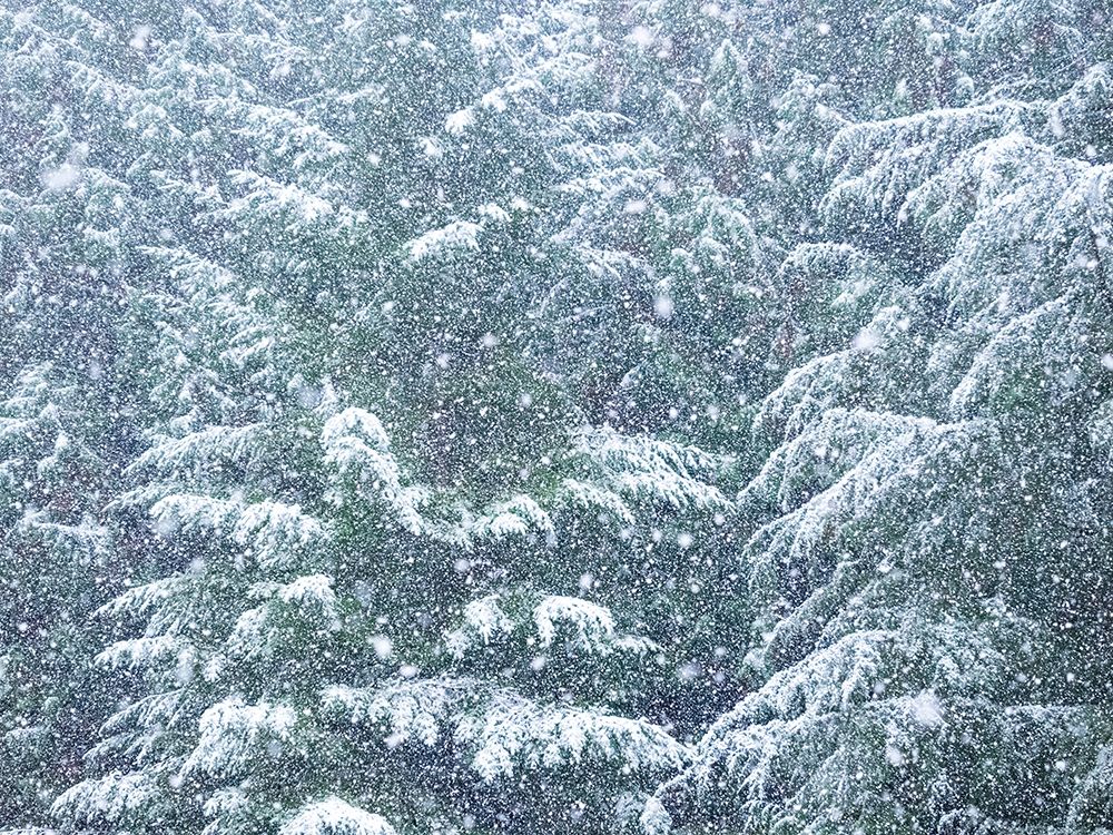 Washington State-Sammamish fresh Autumn heavy snowfall coming down on Evergreens